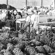 exportación de plátanos