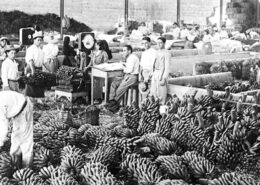 exportación de plátanos